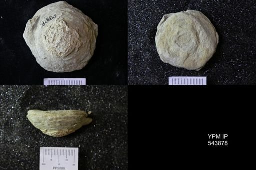 undet. Ichnofossil