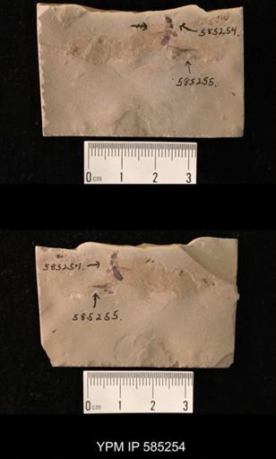undet. Staphylinidae