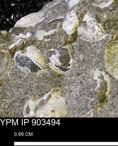 Corbulamella sp.