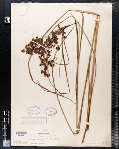 Scirpus cyperinus