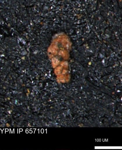 Ammobaculoides phaulus