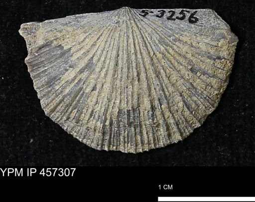 Stropheodonta erratica fissicosta