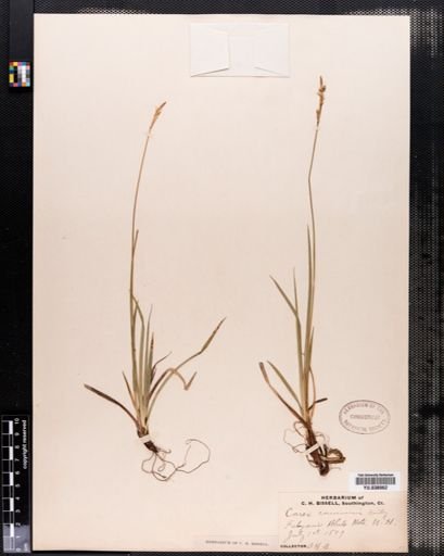 Carex communis
