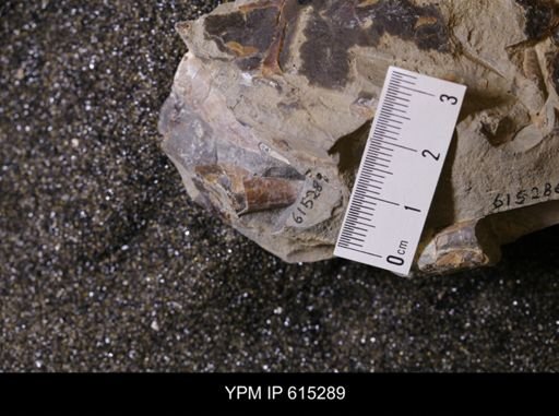Baculites sp.