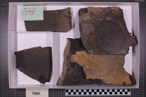 mixed taxa, stratigraphic collection
