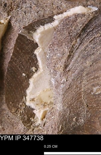 undet. Bivalvia