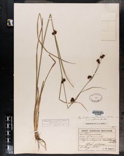 Rhynchospora cephalantha
