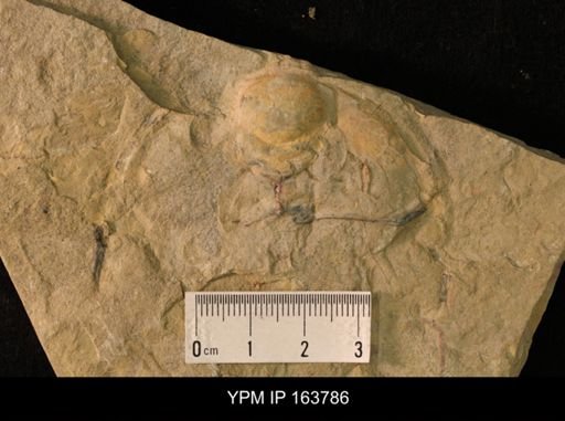 Olenellus (Olenellus)