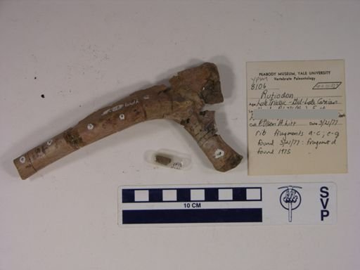 Rutiodon sp.