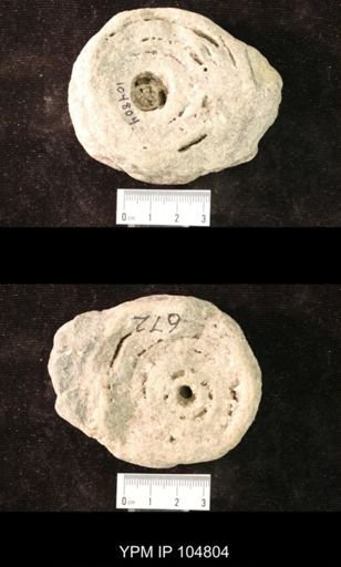 Beatricia undulata