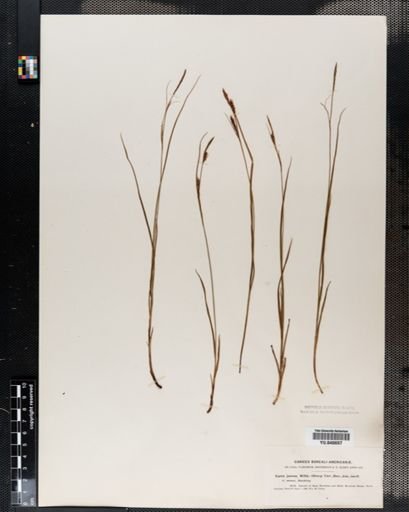 Carex