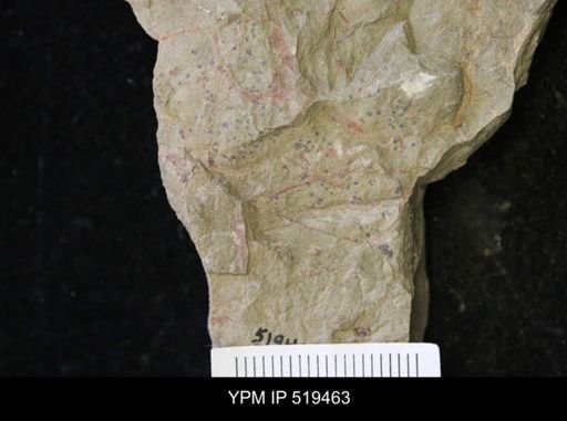 undet. Ichnofossil