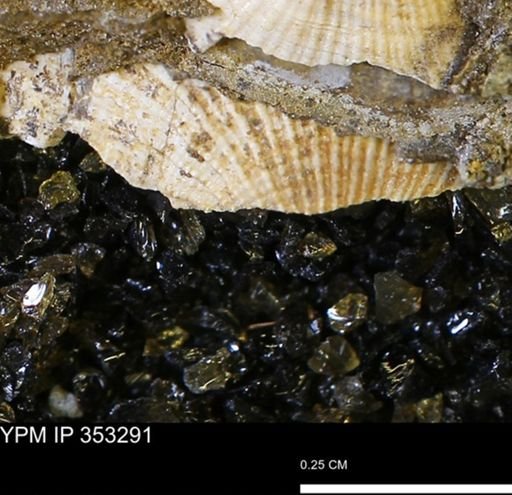 Parallelodon?