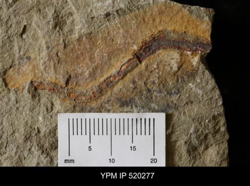 undet. Annelida