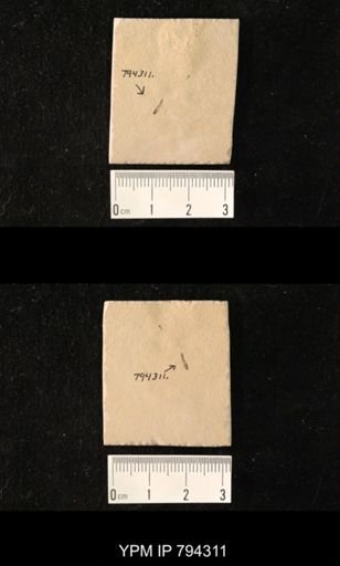 undet. Staphylinidae