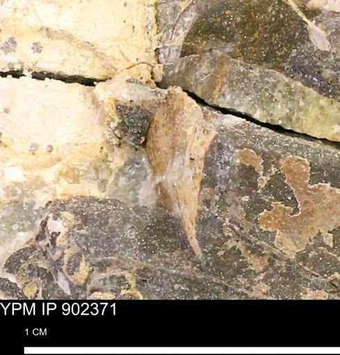 Baculites