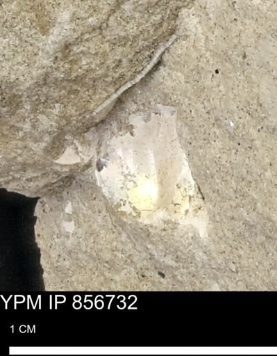 undet. Mollusca