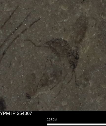 Insecta