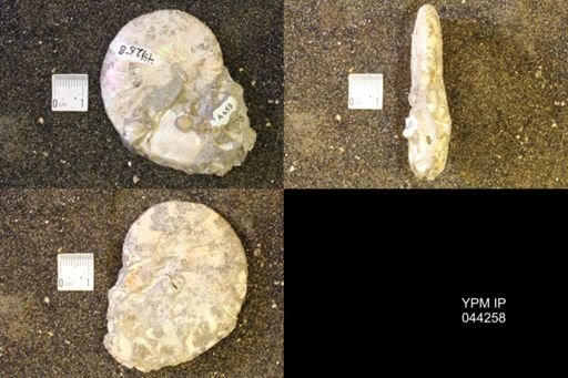 Hoploscaphites comprimus