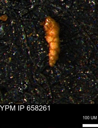Verneuilinoides kansasensis