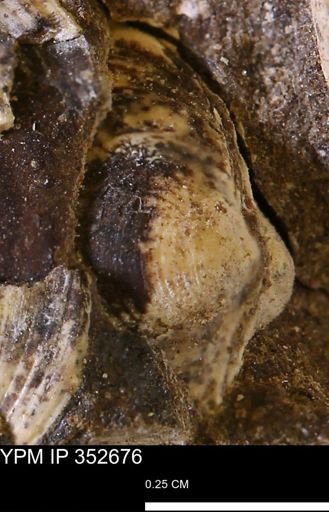 Limopsis striatopunctatus