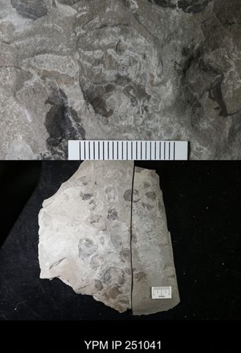 undet. Cephalopoda