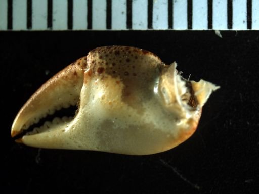 Hemigrapsus sanguineus