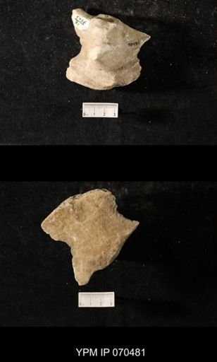 Favosites louisvillensis
