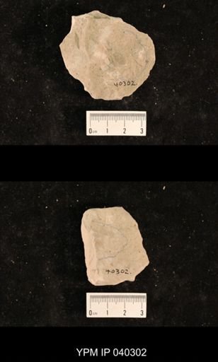 Ephemeroptera