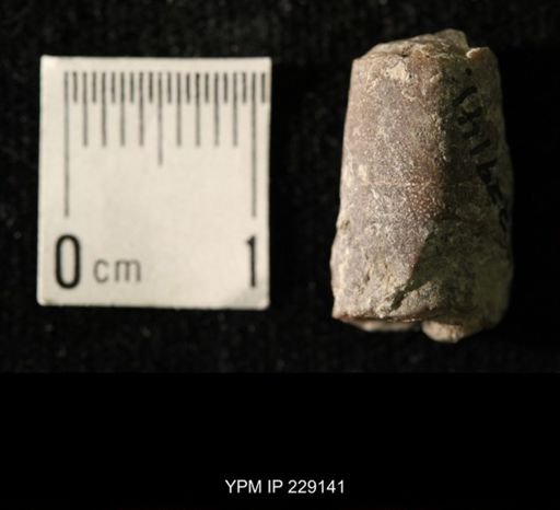 Pseudorthoceras knoxense