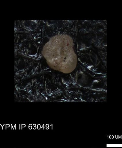 undet. Rugoglobigerinidae