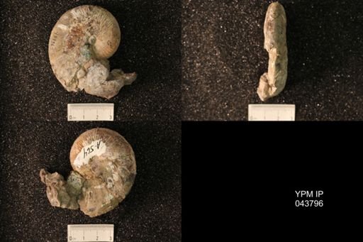 Hoploscaphites nicolletii