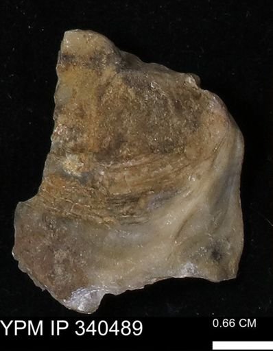Ostrea glabra
