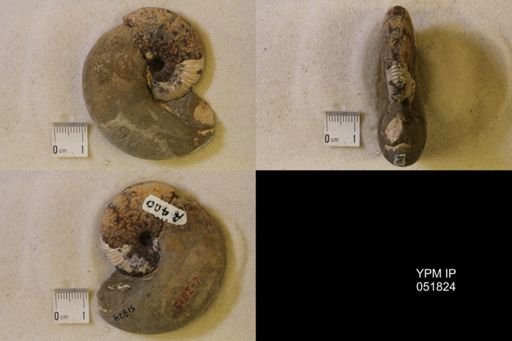 Hoploscaphites nicolletii