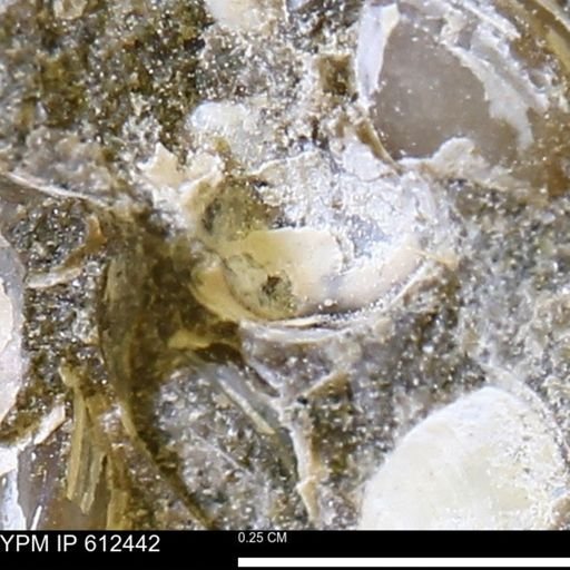 Protocardia subquadrata
