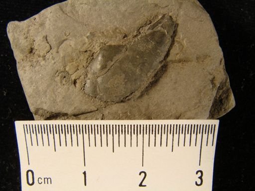 Phestia sp.