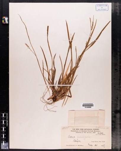 Carex