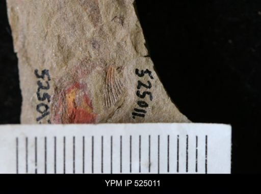 undet. Brachiopoda