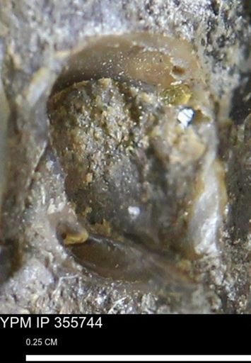 undet. Mollusca