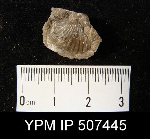 Camarotoechia carolina