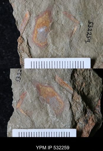 undet. Arthropoda