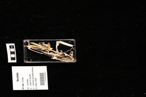 Rana clamitans