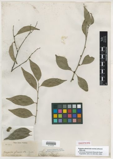 Drypetes glomerata