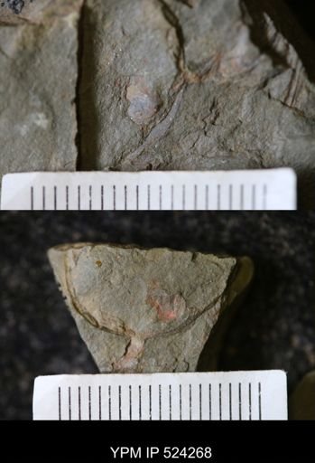 undet. Arthropoda