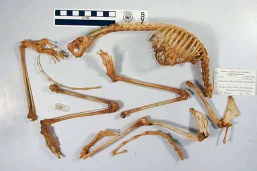 Cynocephalus volans