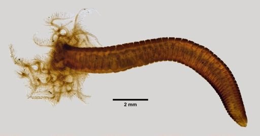 Potamilla neglecta?