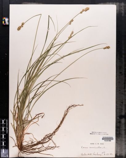 Carex spicata