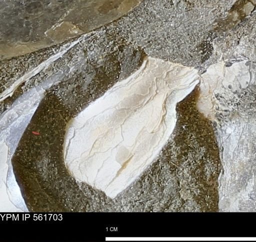 Phelopteria?