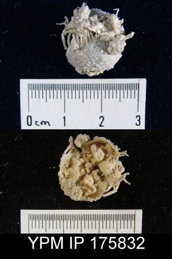 Chonosteges sp.