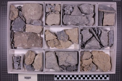 mixed taxa, stratigraphic collection